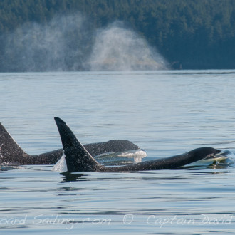 Sail with Whales