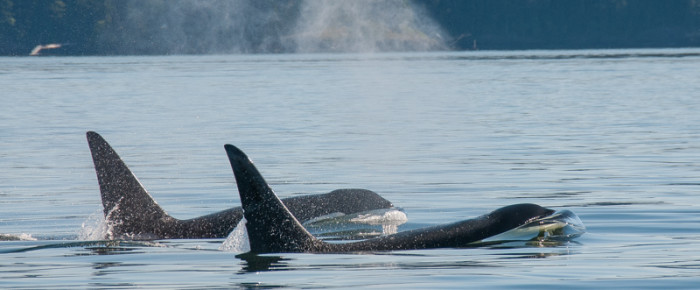 Sail with Whales Sail with Whales