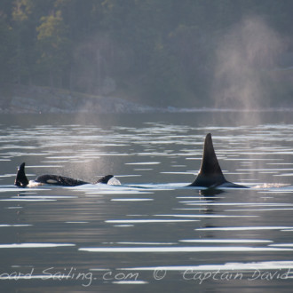 Guess who’s coming to Dinner – J Pod !