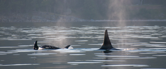 Guess who’s coming to Dinner – J Pod !