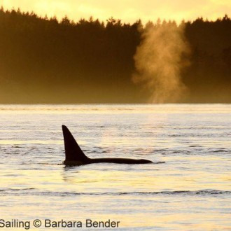 T49A Transient Orcas pass Friday Harbor Whale Museum