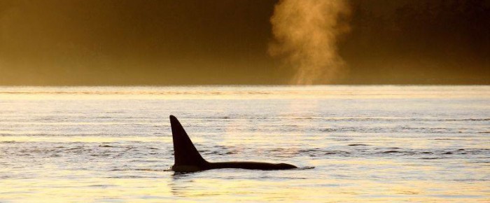 T49A Transient Orcas pass Friday Harbor Whale Museum