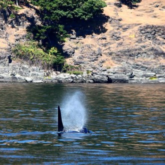 Midsummer Sail with Whales from San Juan to Stuart Islands