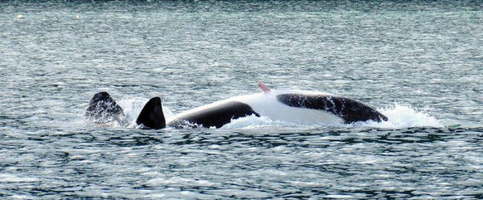 Rosario Strait – Anacortes Rosario Strait – Anacortes
