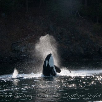 Resident and transient Orca whales