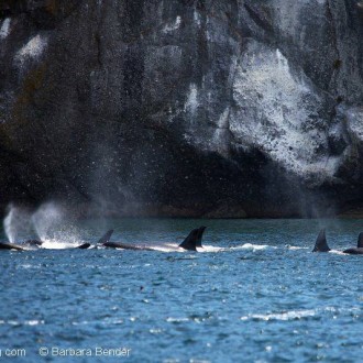 Superpod event ‘Voice of the Orcas’ with Superpod of J K and L pod Orcas