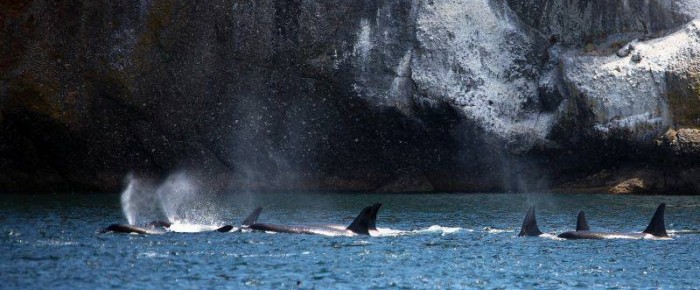 Superpod event ‘Voice of the Orcas’ with Superpod of J K and L pod Orcas