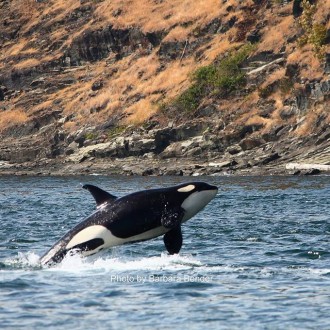 Lime Kiln Point to Turn Point with J and K pod orca whales … and a Submarine