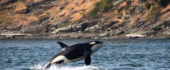 Lime Kiln Point to Turn Point with J and K pod orca whales … and a Submarine