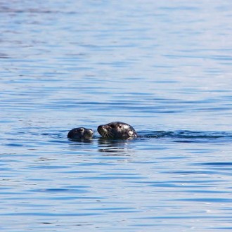 Harbor Seal Pups