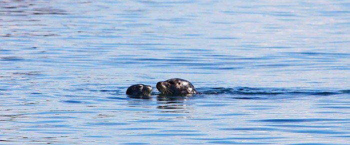 Harbor Seal Pups