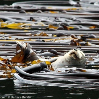 Harbor Seal Mums and Pups
