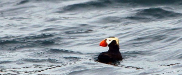 Of Eagles and Kingfishers and Puffins