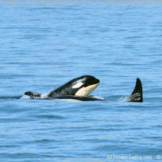 Summers Day Sailing San Juan Island with Js and Ks pod whales