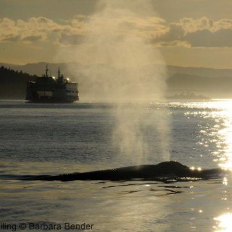 Serene Sunset Sails with Humpback Whales of Speiden Channel