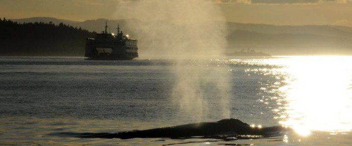 Serene Sunset Sails with Humpback Whales of Speiden Channel