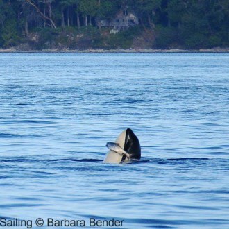 Sail around San Juan Island with K pod