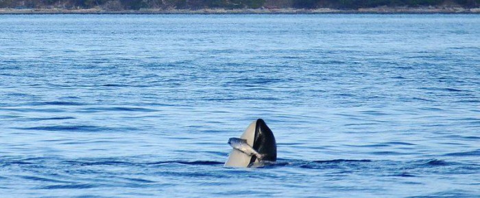 Sail around San Juan Island with K pod