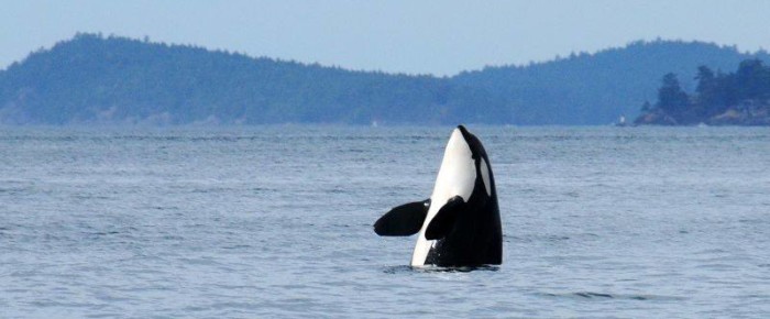 Around Stuart Island with Humpbacks and K pod Around Stuart Island with Humpbacks and K pod
