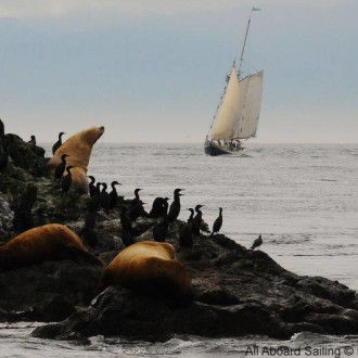 Humpbacks at McArthur Bank