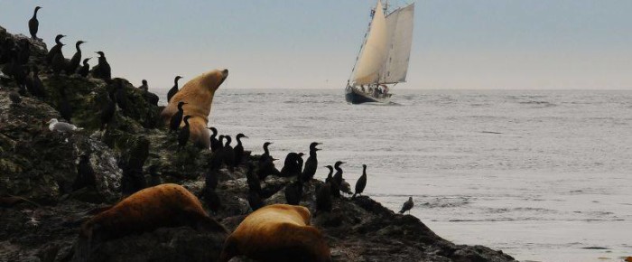 Humpbacks at McArthur Bank
