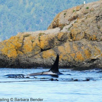 Humpbacks with T18s, Transient Orcas, hunting Harbor Seals