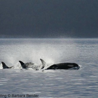 Transient whales, Resident whales and a submarine