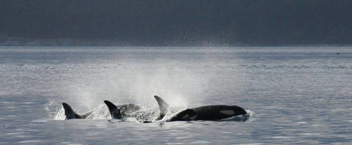 Transient whales, Resident whales and a submarine Transient whales, Resident whales and a submarine