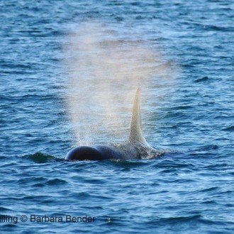 Sailing with whales South of San Juan Island