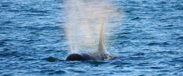 Sailing with whales South of San Juan Island