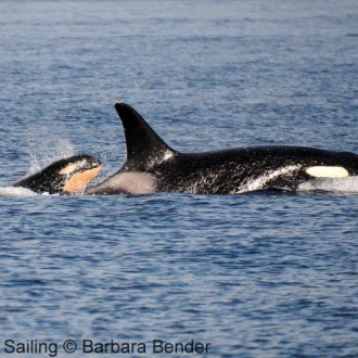 Whales – L pod, with L91 Muncher and her new calf L122 on the West Side San Juan Island