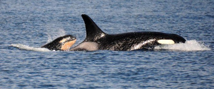 Whales – L pod, with L91 Muncher and her new calf L122 on the West Side San Juan Island