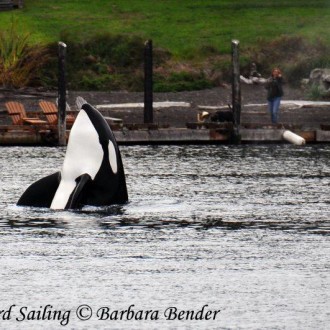 Sailing with the T60 family of Transient Orcas passed Friday Harbor