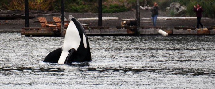 Sailing with the T60 family of Transient Orcas passed Friday Harbor Sailing with the T60 family of Transient Orcas passed Friday Harbor