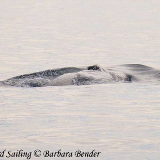 Fin Whale encounter