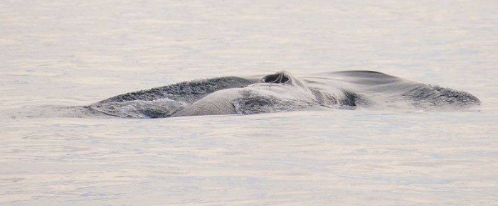 Fin Whale encounter