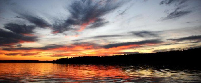 Minke whales foraging and around San Juan Island for a spectacular sunset