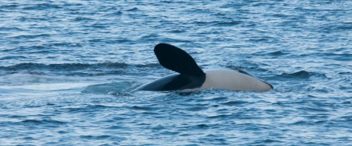 Orcalab’s benefit auctioned sailing trip with whales