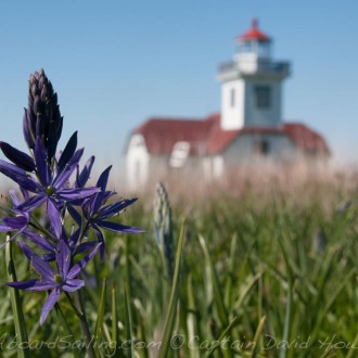Sail to Patos Island, wildflowers at Alden Point Lighthouse
