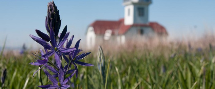 Sail to Patos Island, wildflowers at Alden Point Lighthouse