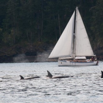 Sails with Whales and ashore Yellow Island with wildflowers and native grasses – Yellow Island