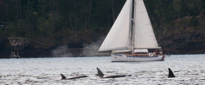 Sails with Whales and ashore Yellow Island with wildflowers and native grasses – Yellow Island