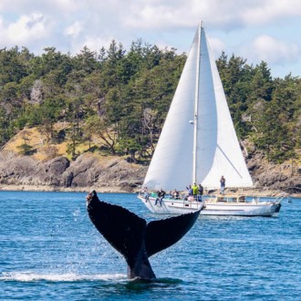 Birthday sail Friday Harbor to Monarch Head with Big Mamma Humpback Whale