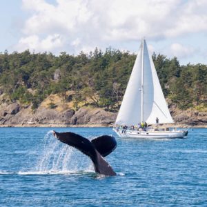 All Aboard Sailing with Humpback Whale 'Big Mamma' flaking in Boundary Pass, South of Saturna Island