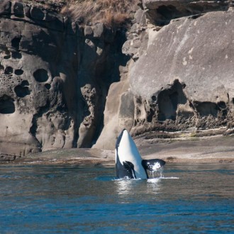 L pod whales and Humpback Monarch Head to East Point