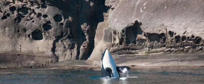 L pod whales and Humpback Monarch Head to East Point