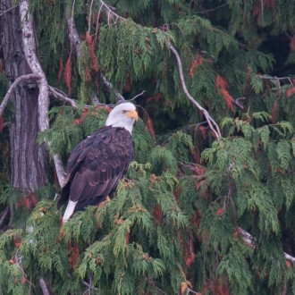 Fall In the San Juan islands