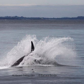 Out of the blue we were sailing with whales