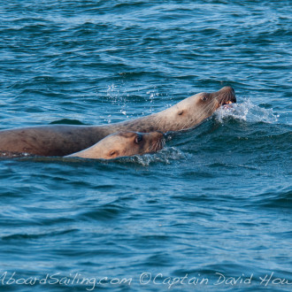 Spring Sail with Stellar Sea Lions