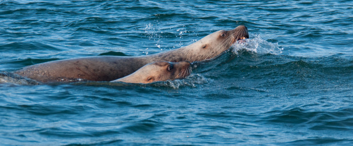 Spring Sail with Stellar Sea Lions